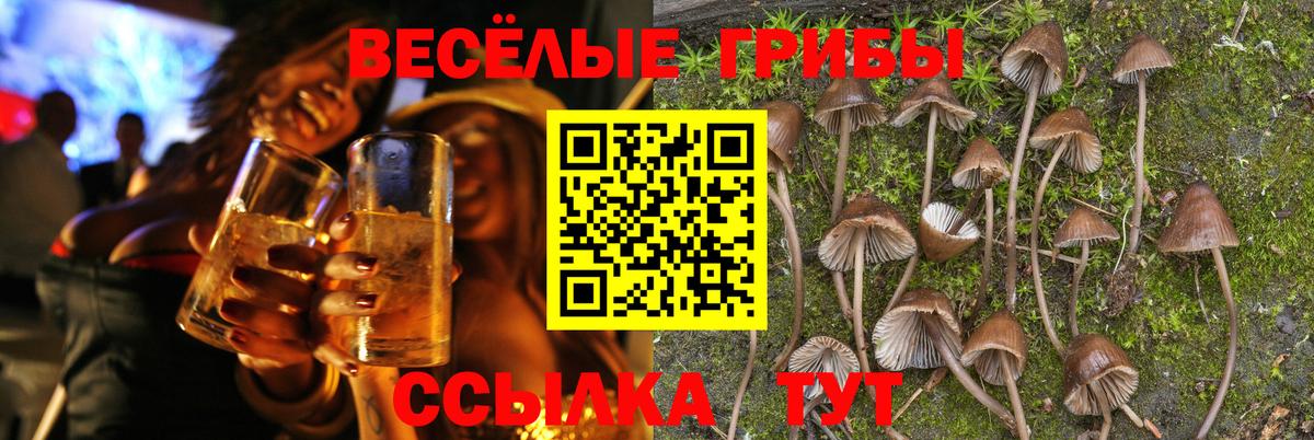 Псилоцибиновые грибы Psilocybe  Вход с VPN  Советский 